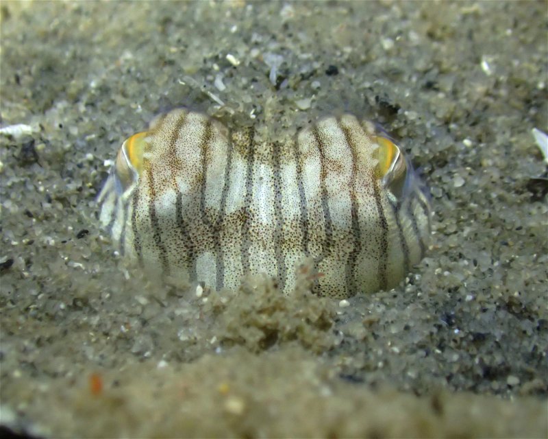 Divesite Image
