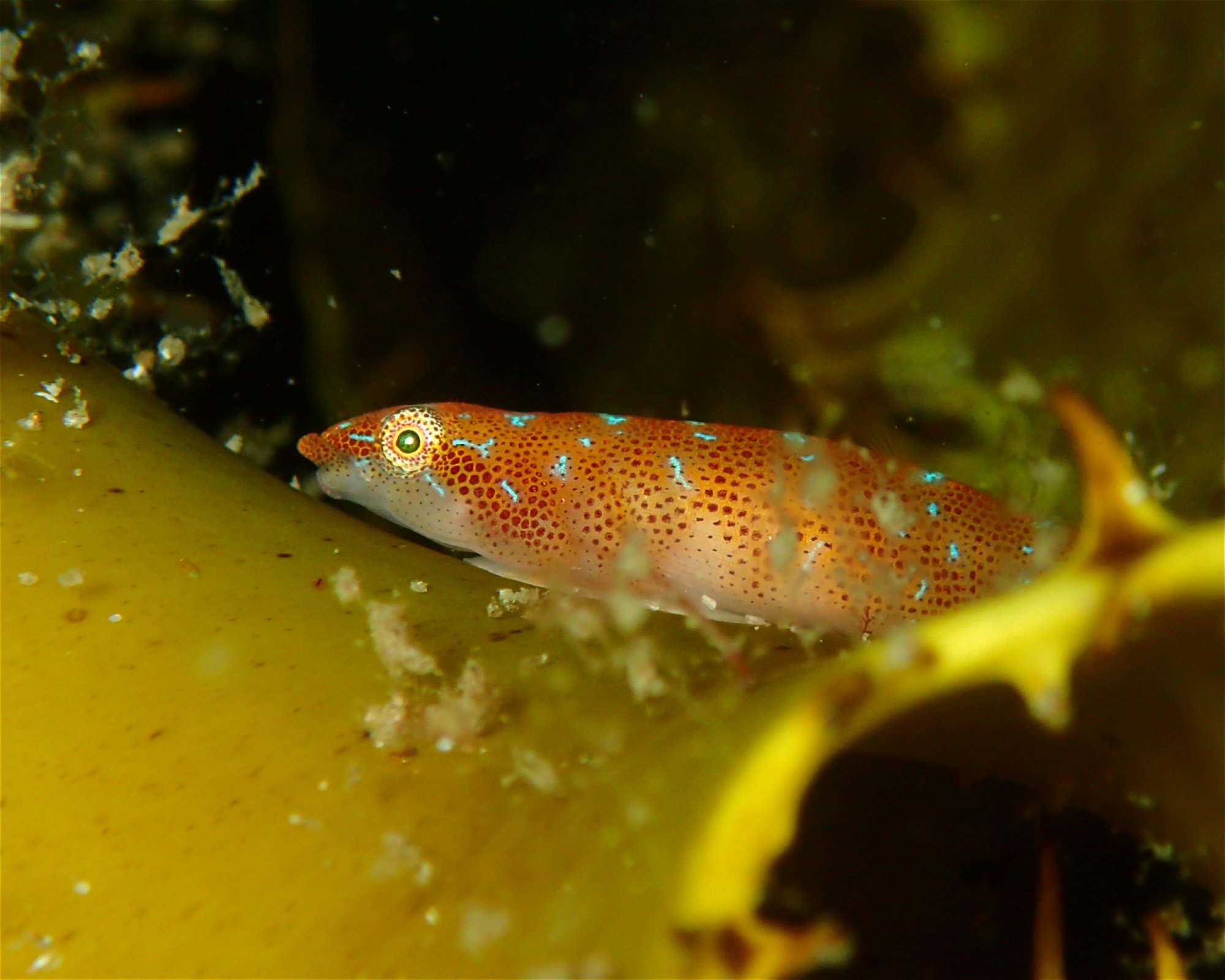 FEET FIRST DIVE PTY LTD, 2315 NELSON BAY