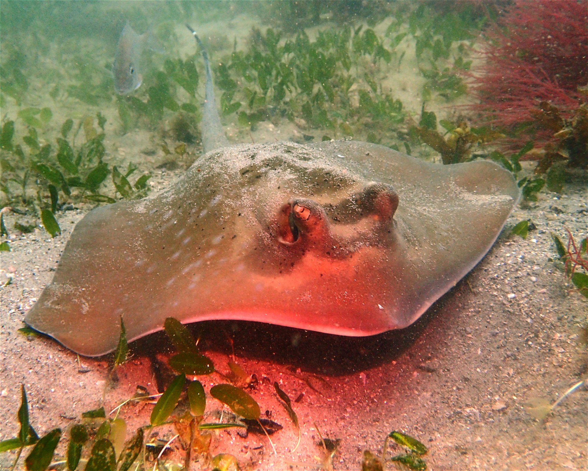 FEET FIRST DIVE PTY LTD, 2315 NELSON BAY