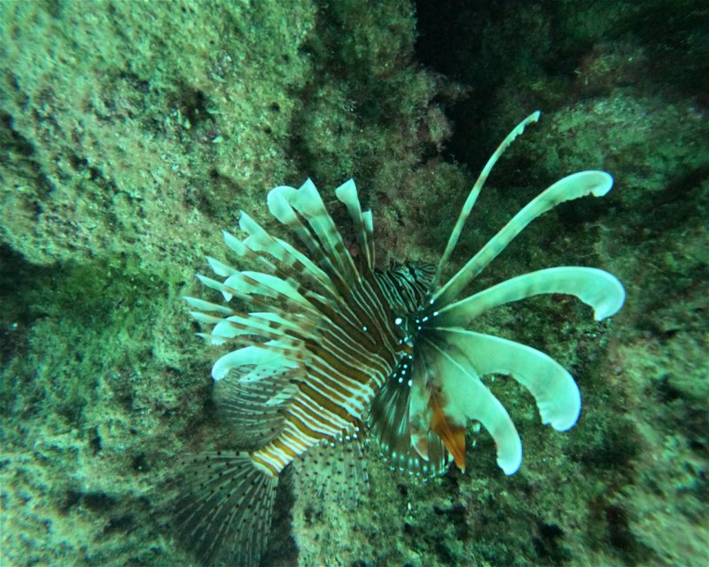 Divesite Image