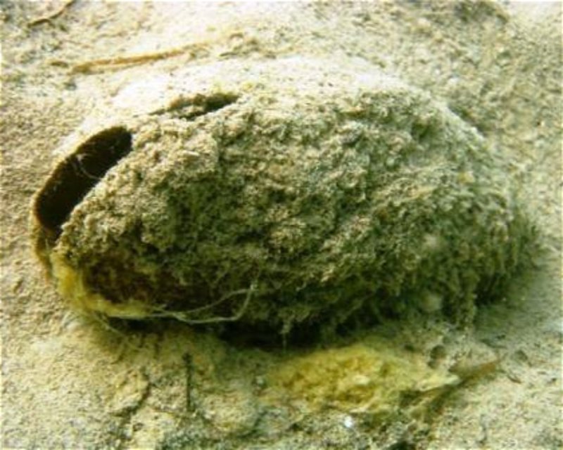 Divesite Image