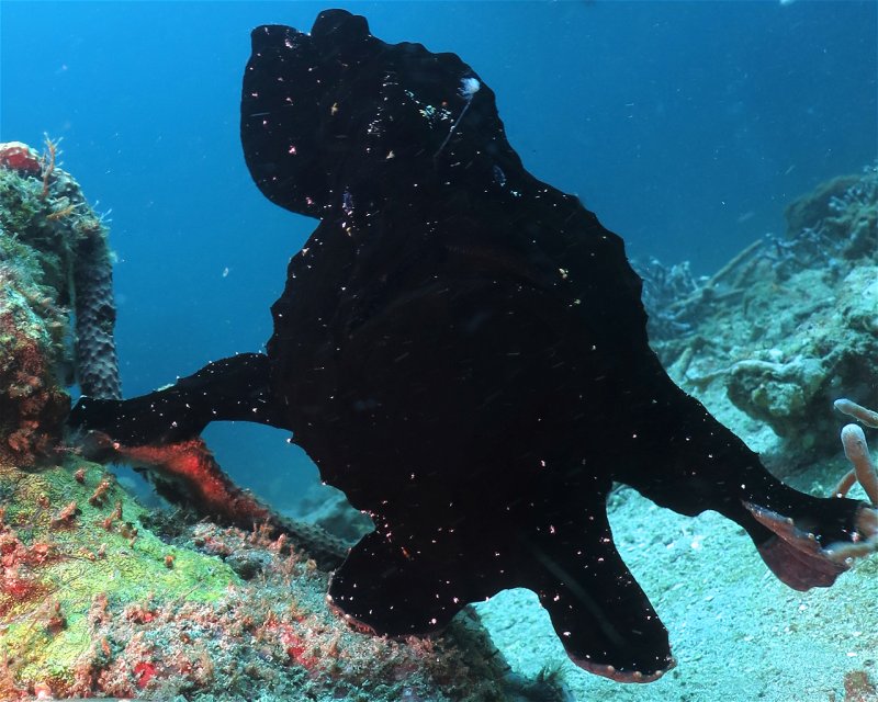 Divesite Image