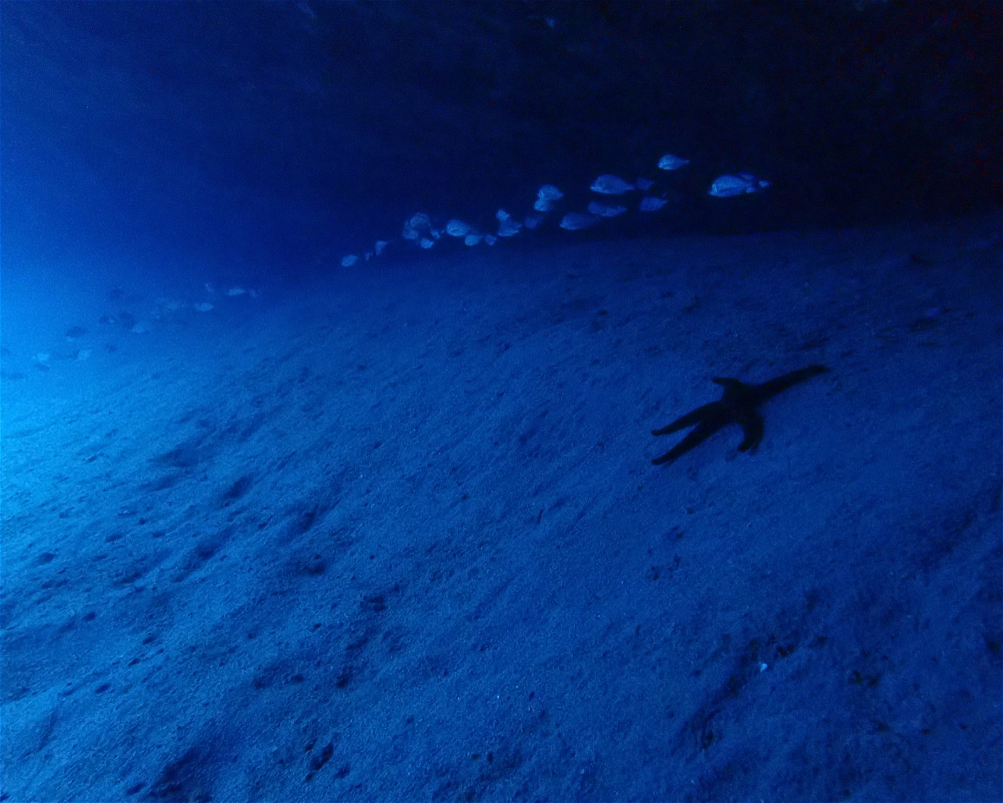 TENERIFE DIVE EXPERIENCE, 38660 SANTA CRUZ DE TENERIFE