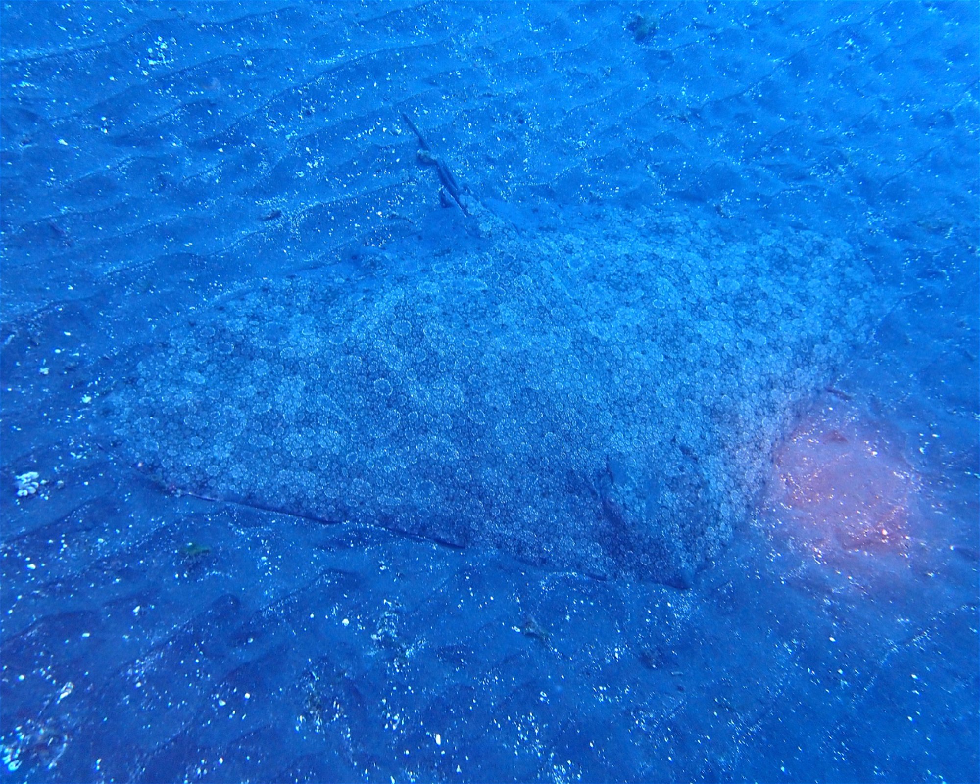 GooDiving, 38639 San Miguel de Abona