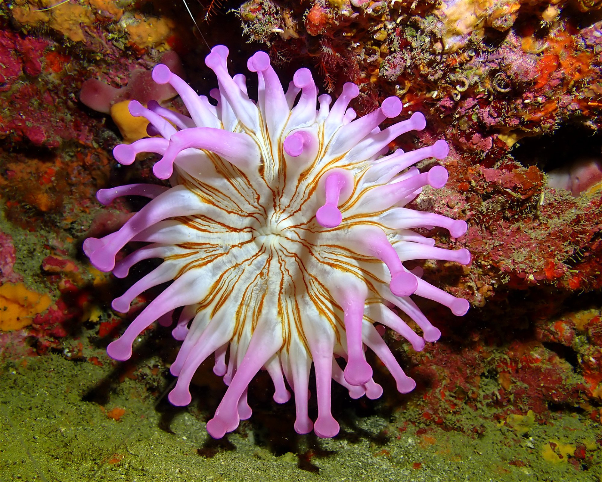 Blue Bottom Diving, 38660 Adeje