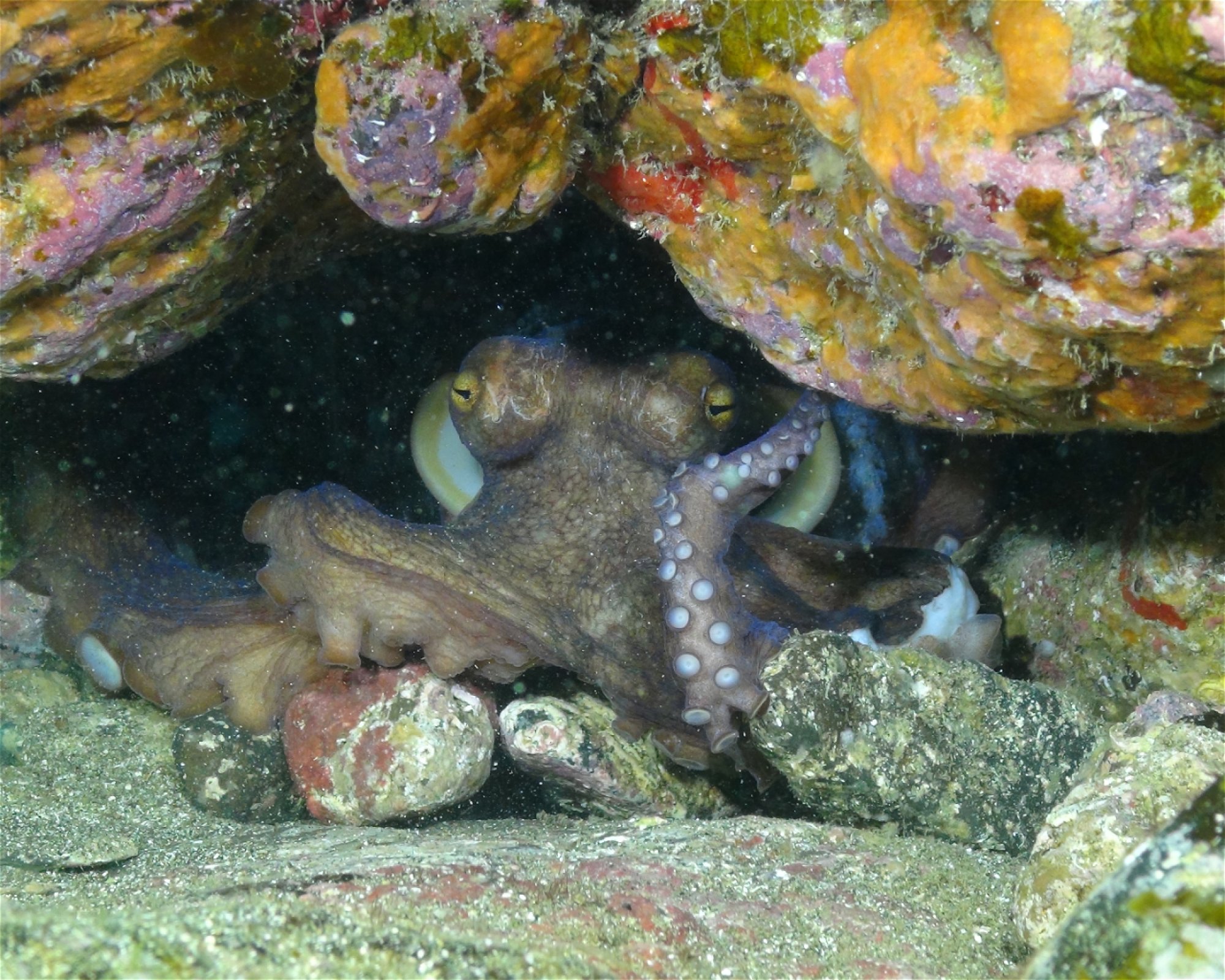 Blue Bottom Diving, 38660 Adeje