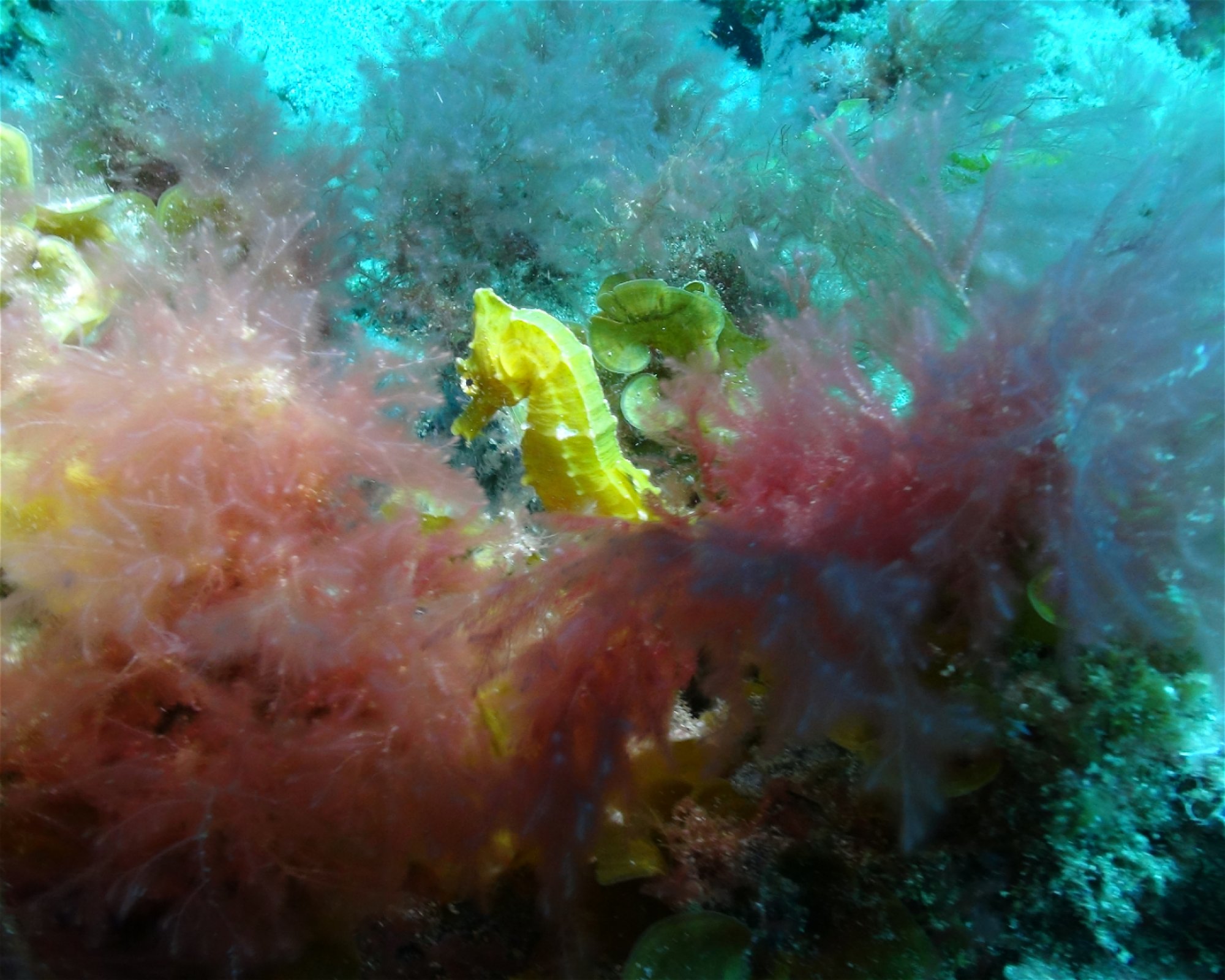 Blue Bottom Diving, 38660 Adeje
