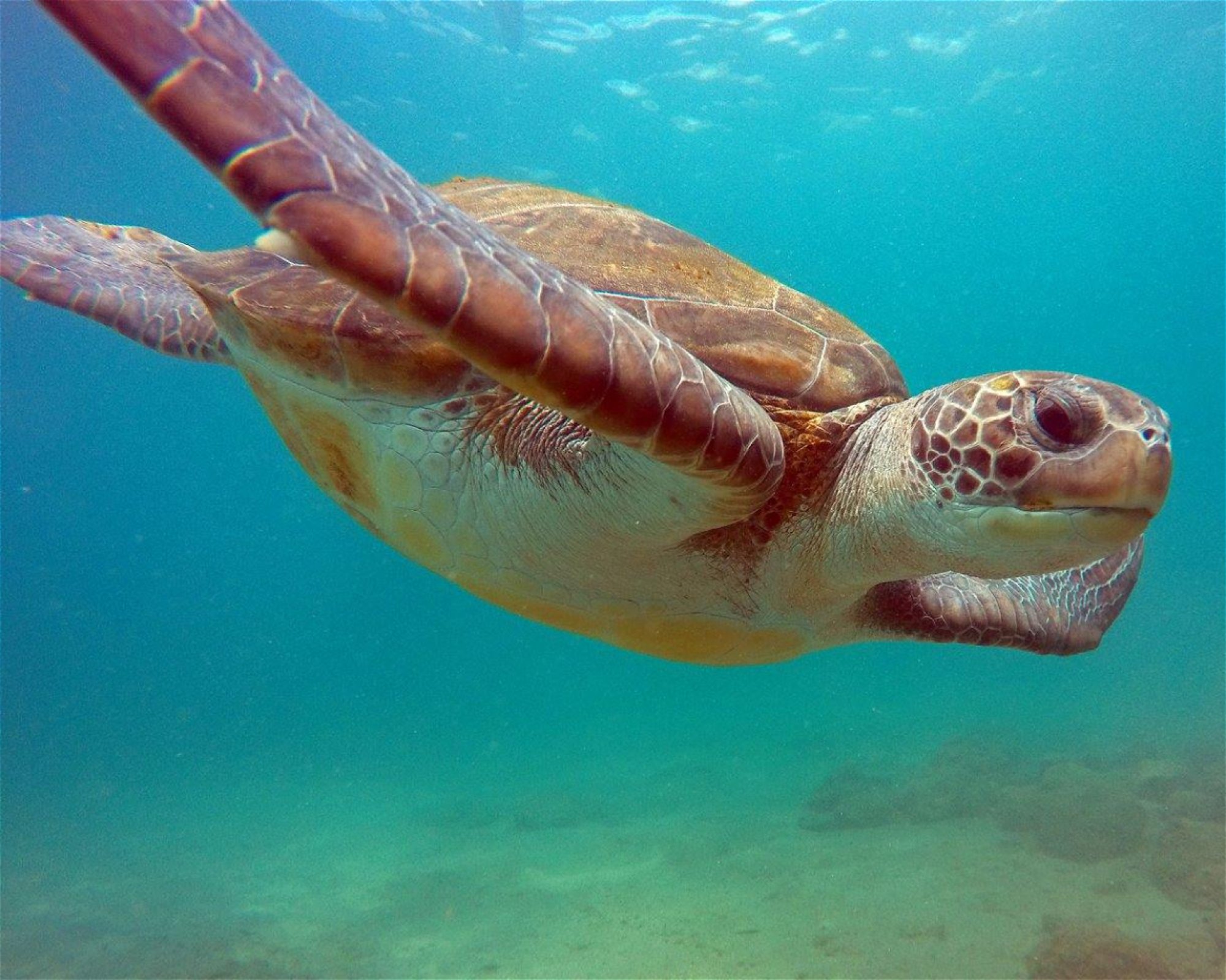 TENERIFE DIVING ACADEMY, 38588 Abades