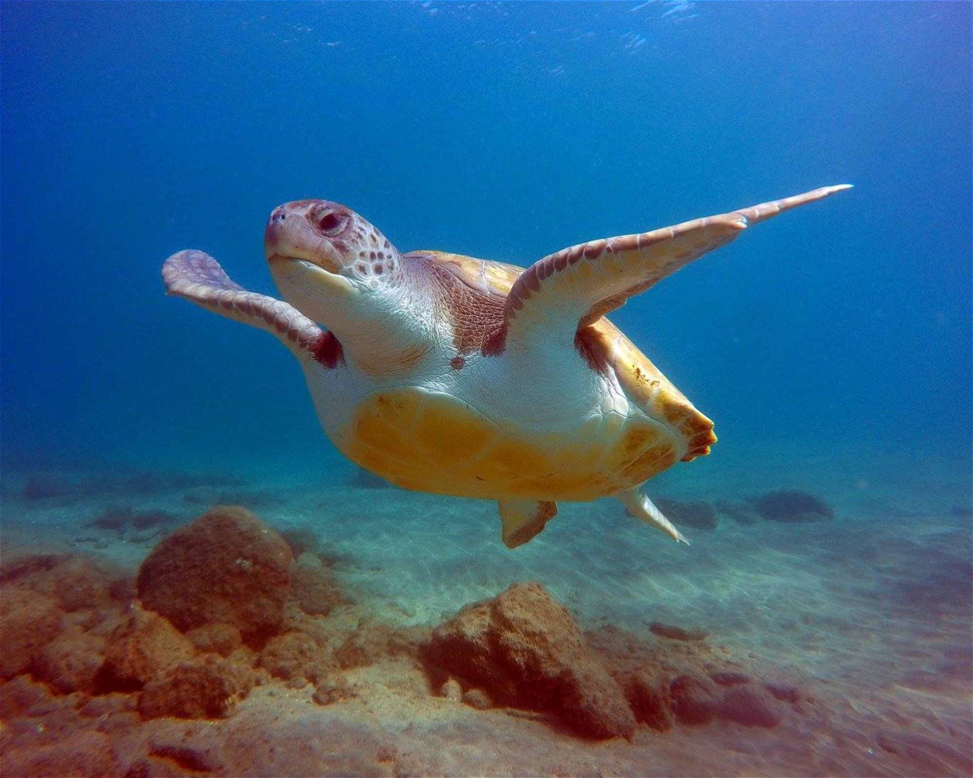TENERIFE DIVING ACADEMY, 38588 Abades
