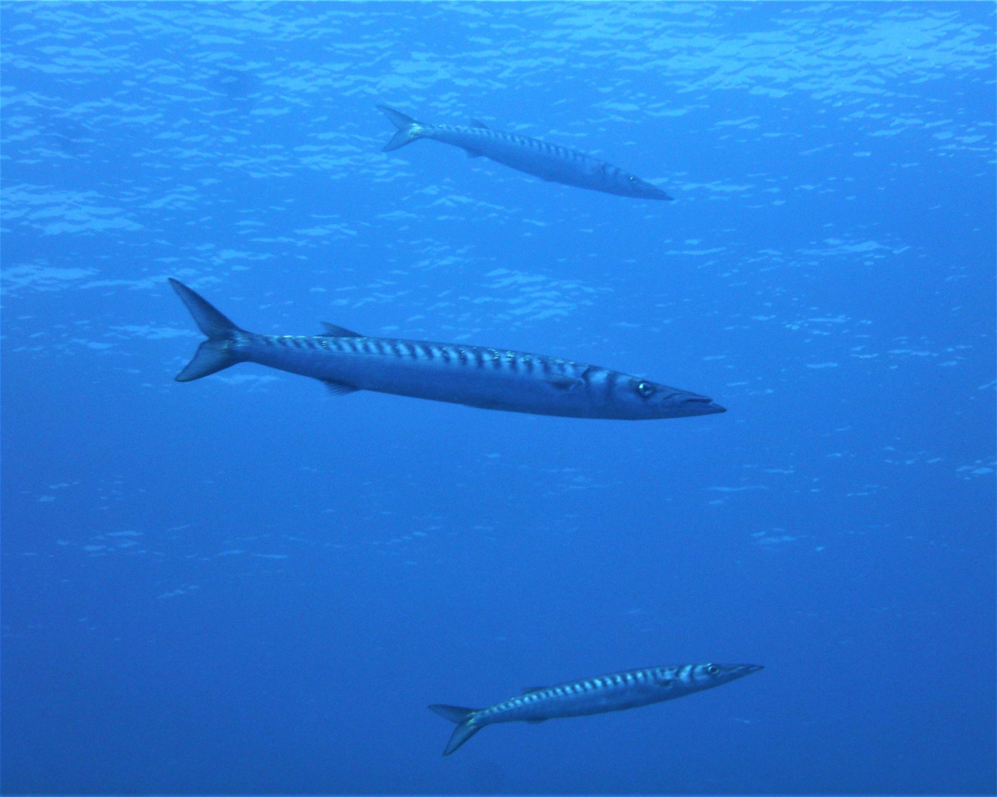 GooDiving, 38639 San Miguel de Abona