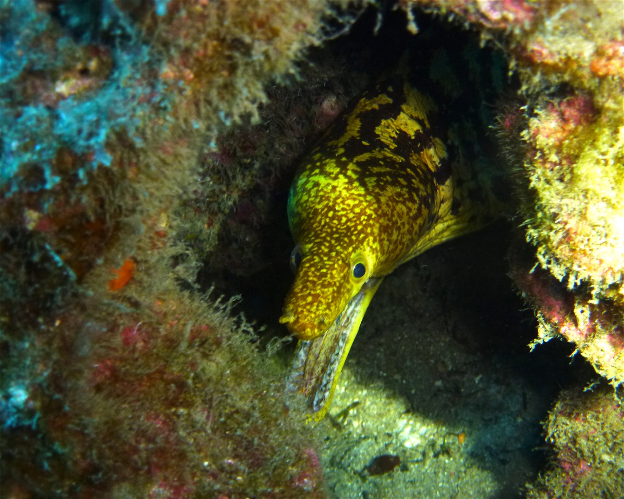 GooDiving, 38639 San Miguel de Abona