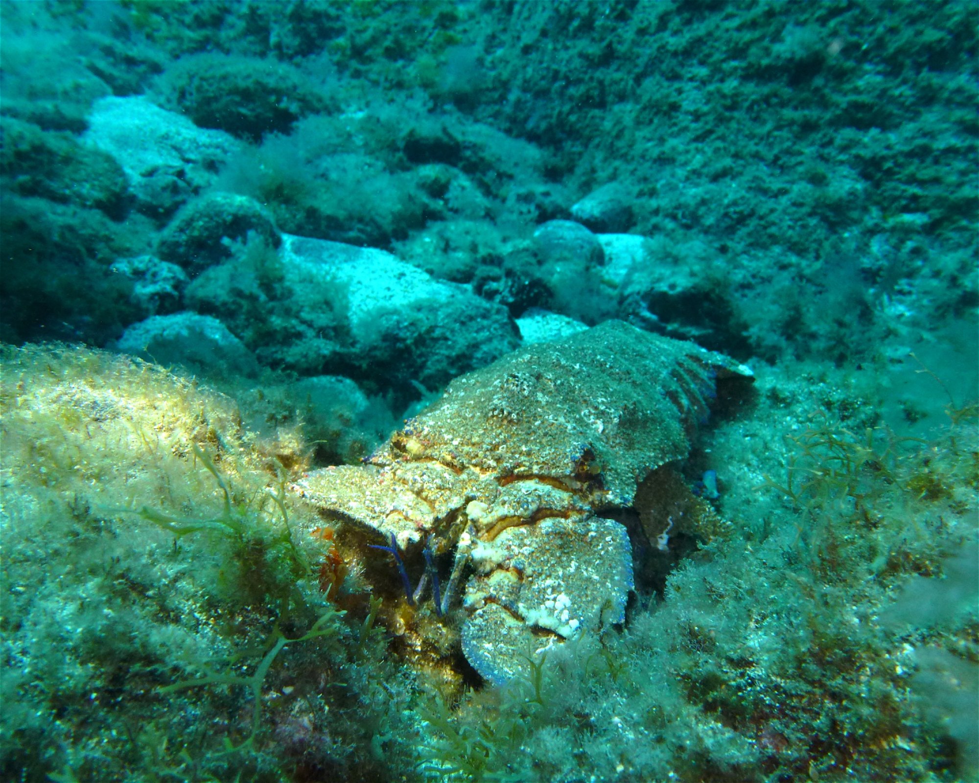 GooDiving, 38639 San Miguel de Abona