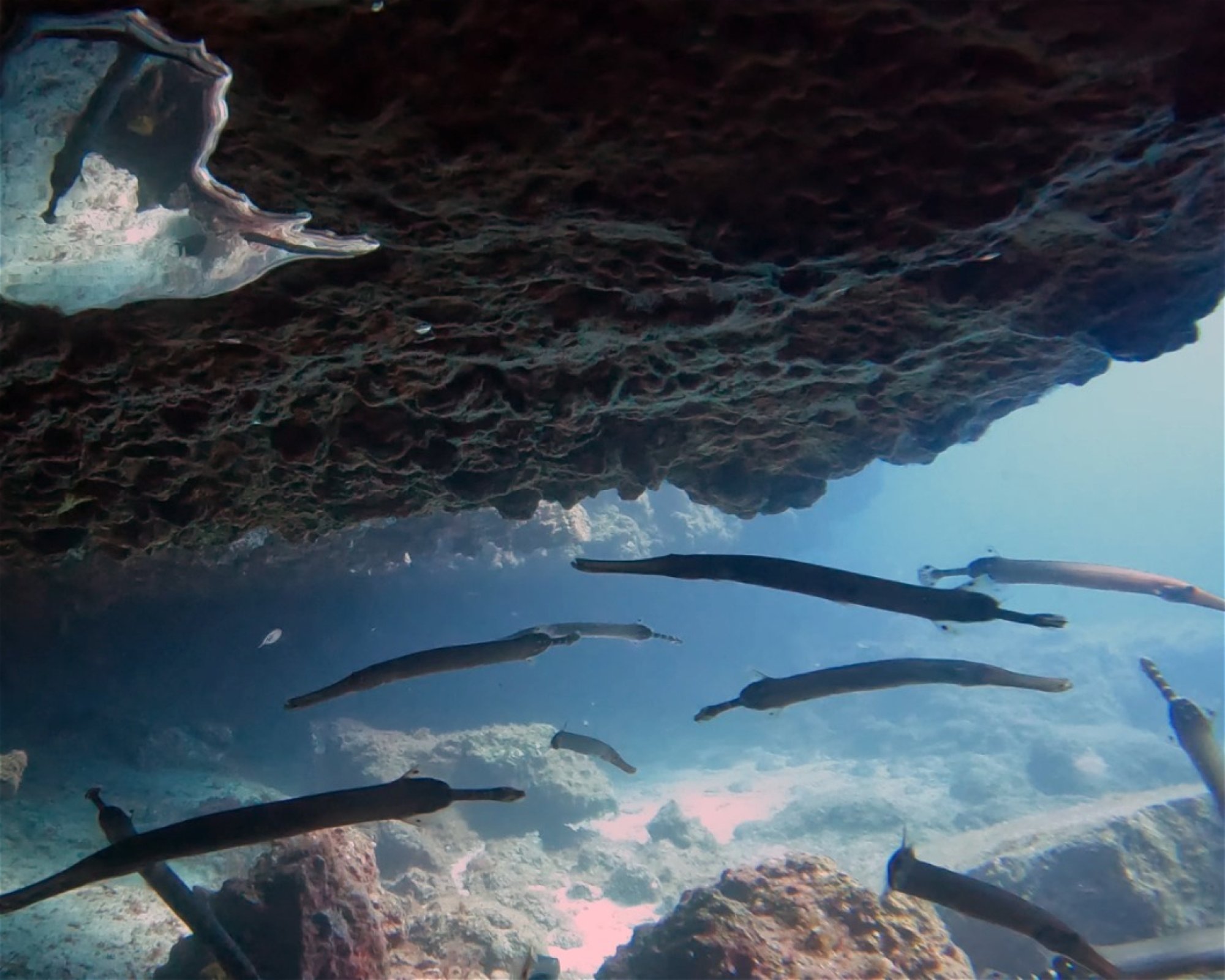 TENERIFE DIVING ACADEMY, 38588 Abades