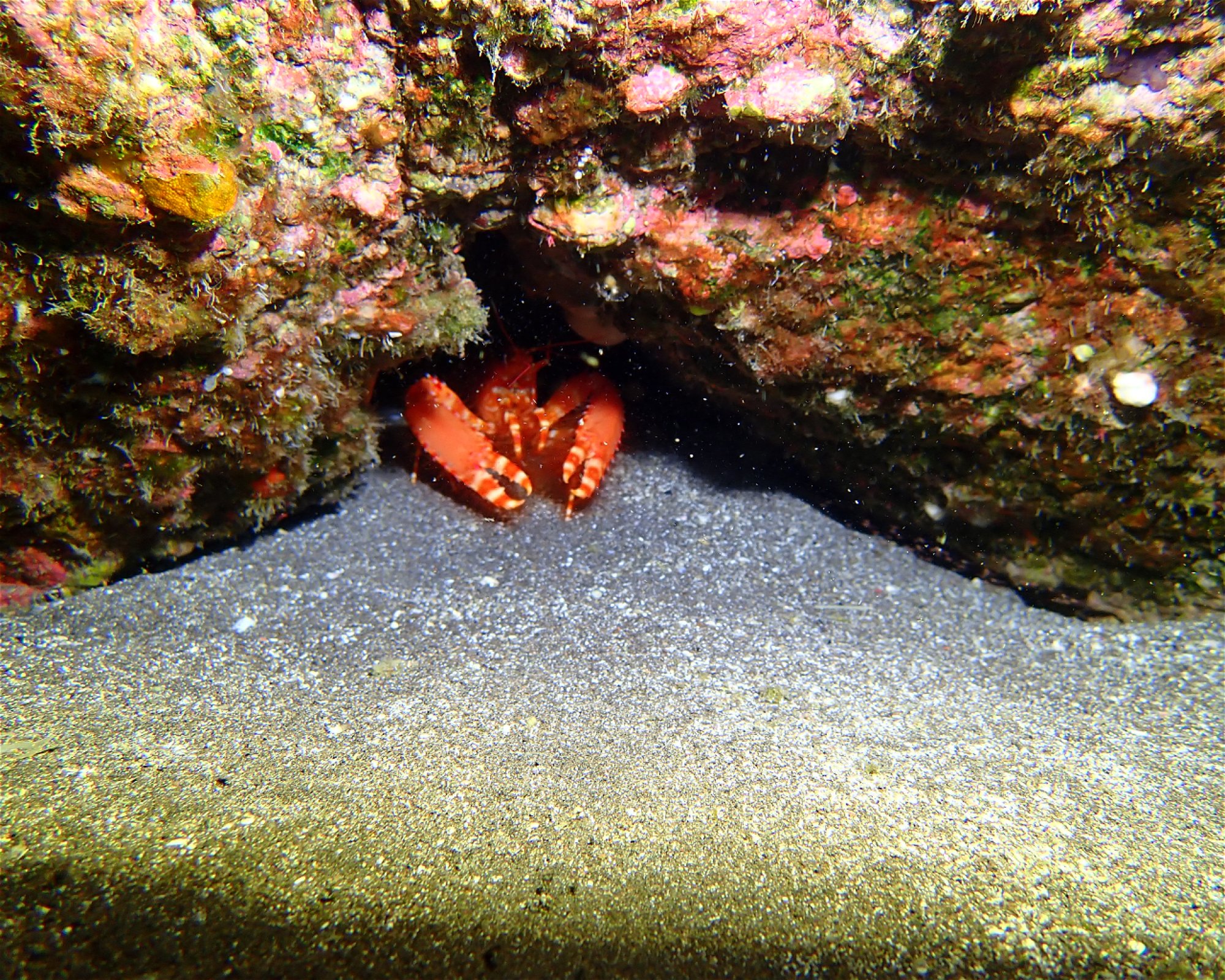 Blue Bottom Diving, 38660 Adeje