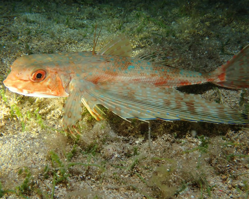Divesite Image
