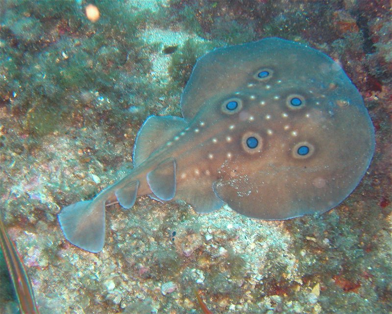 Divesite Image