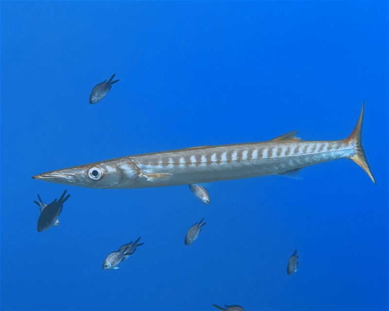 Divesite Image
