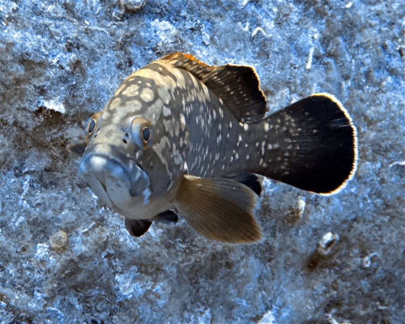 Divesite Image