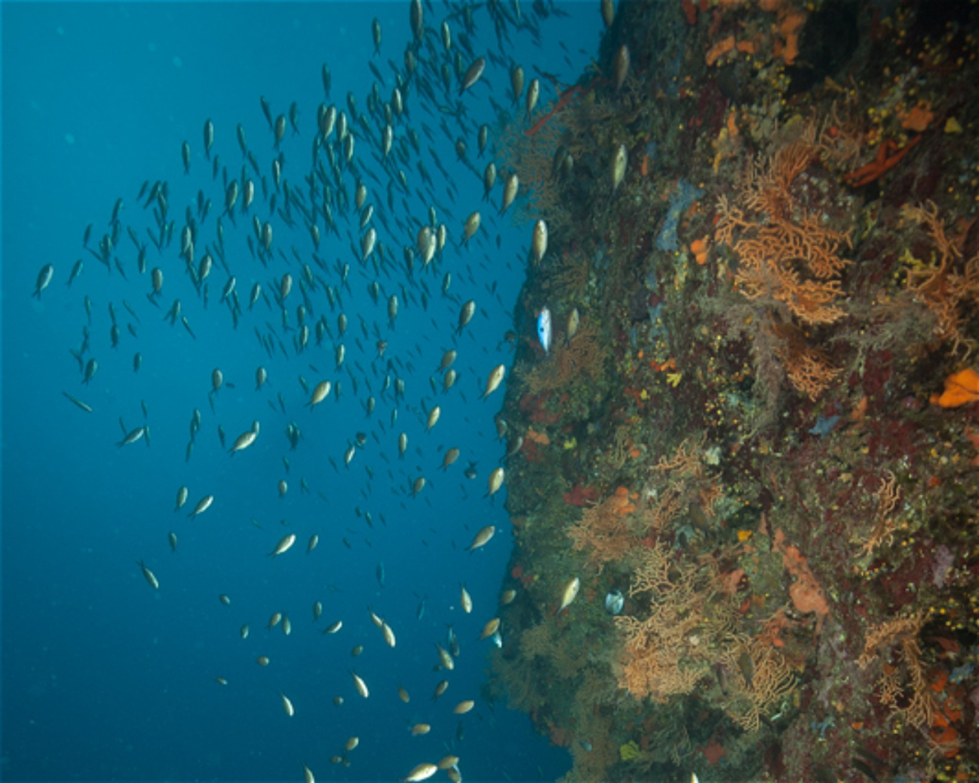 Diving Center Pongo, 22202 Primosten