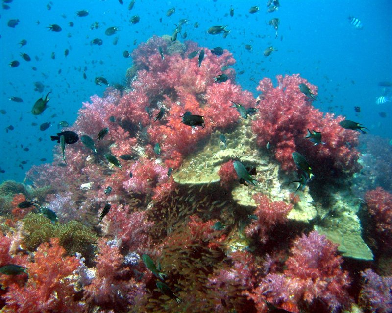 Divesite Image