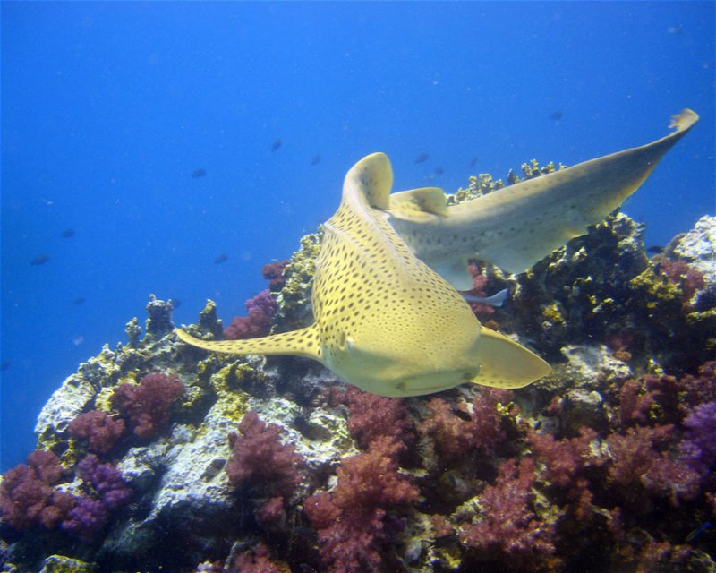 Divesite Image