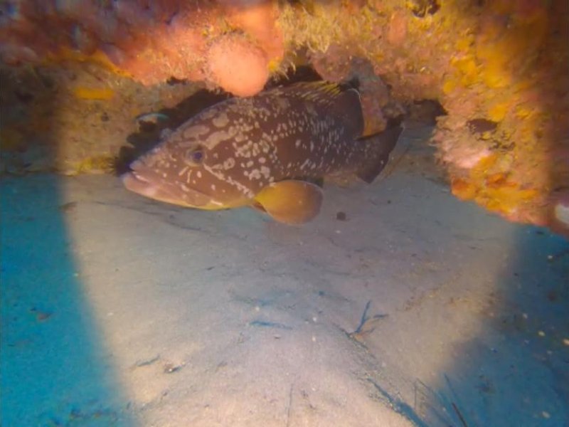Divesite Image