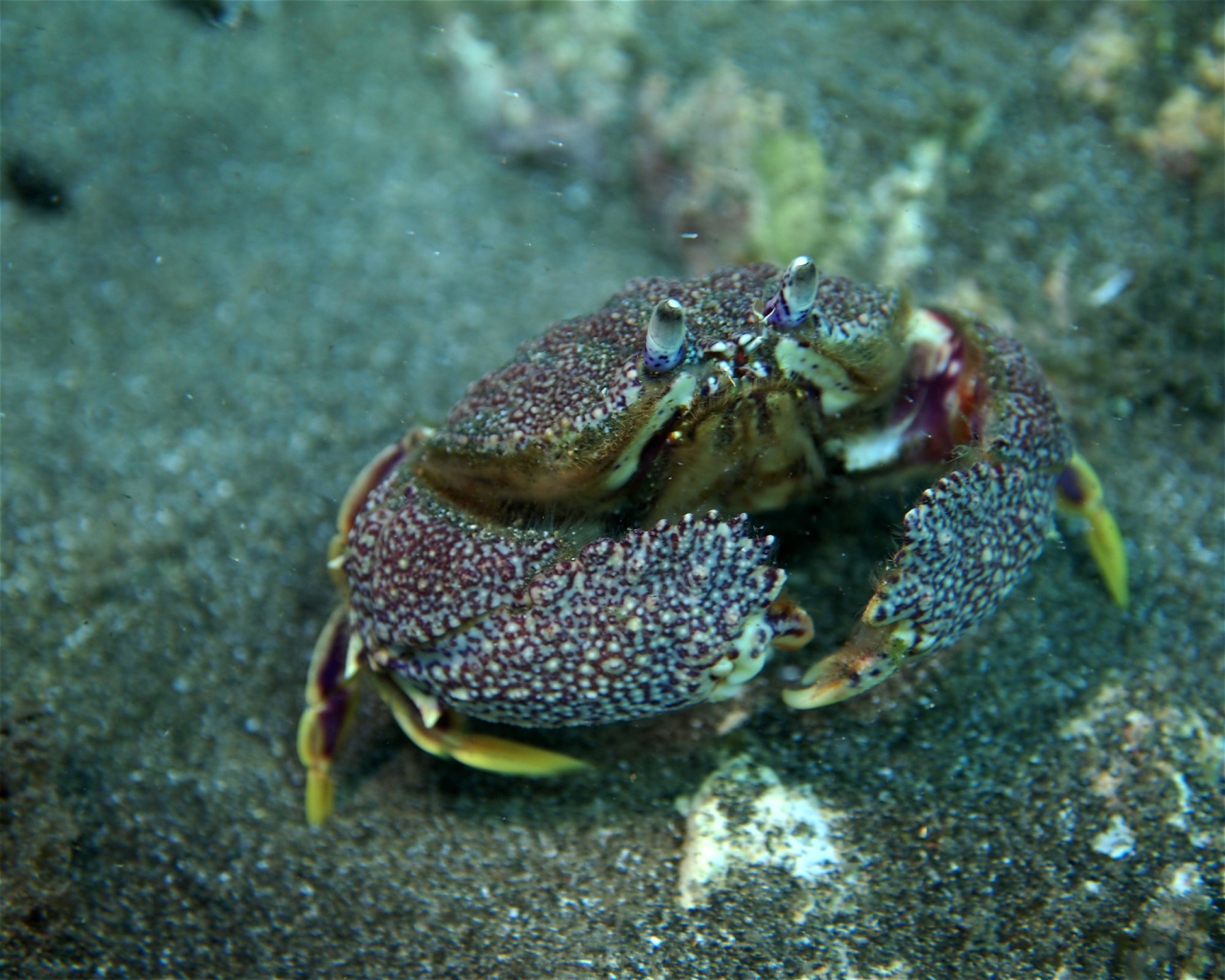 FUERTEVENTURA DIVING S.L., 35626 Esquinzo - Pájara