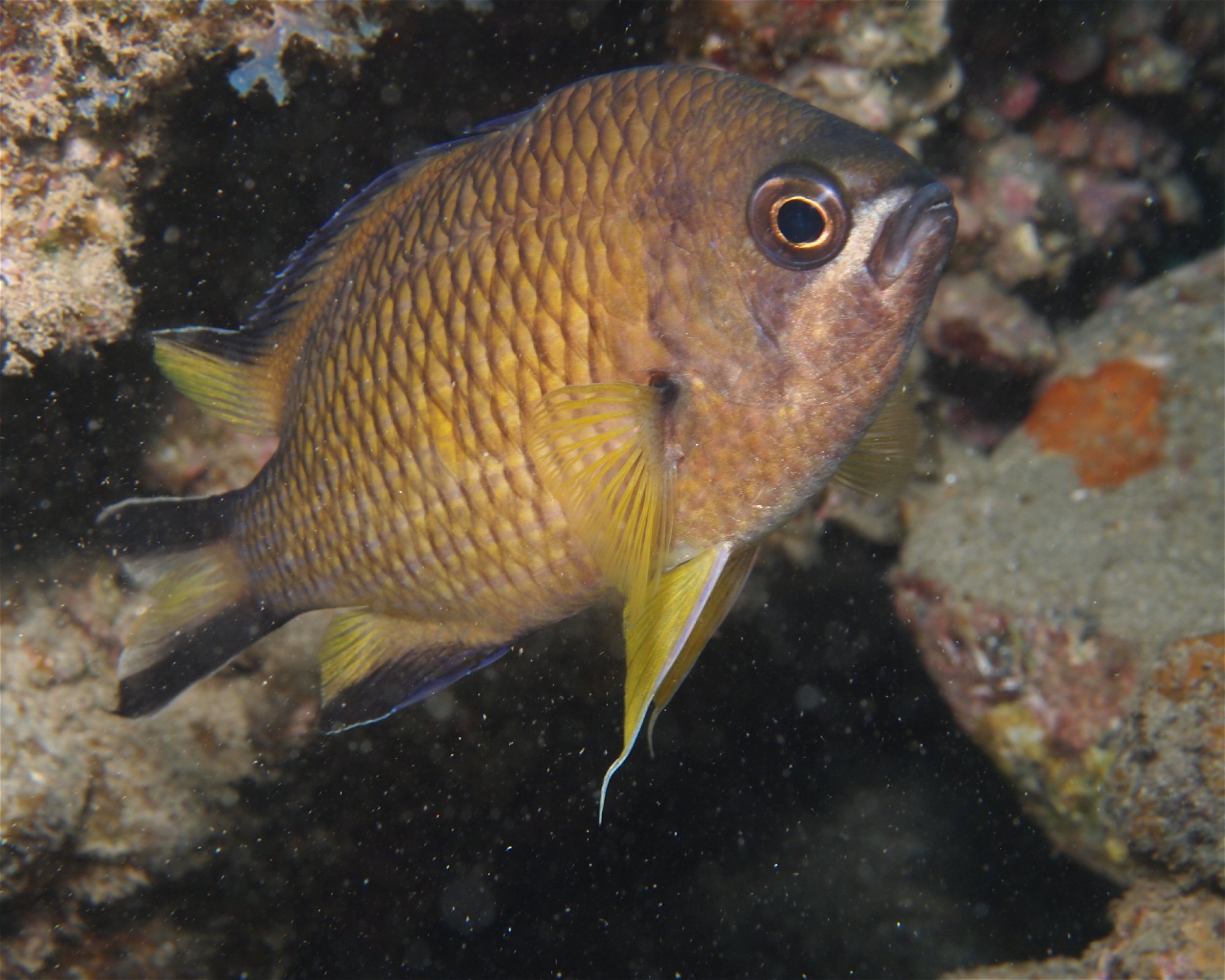 FUERTEVENTURA DIVING S.L., 35626 Esquinzo - Pájara