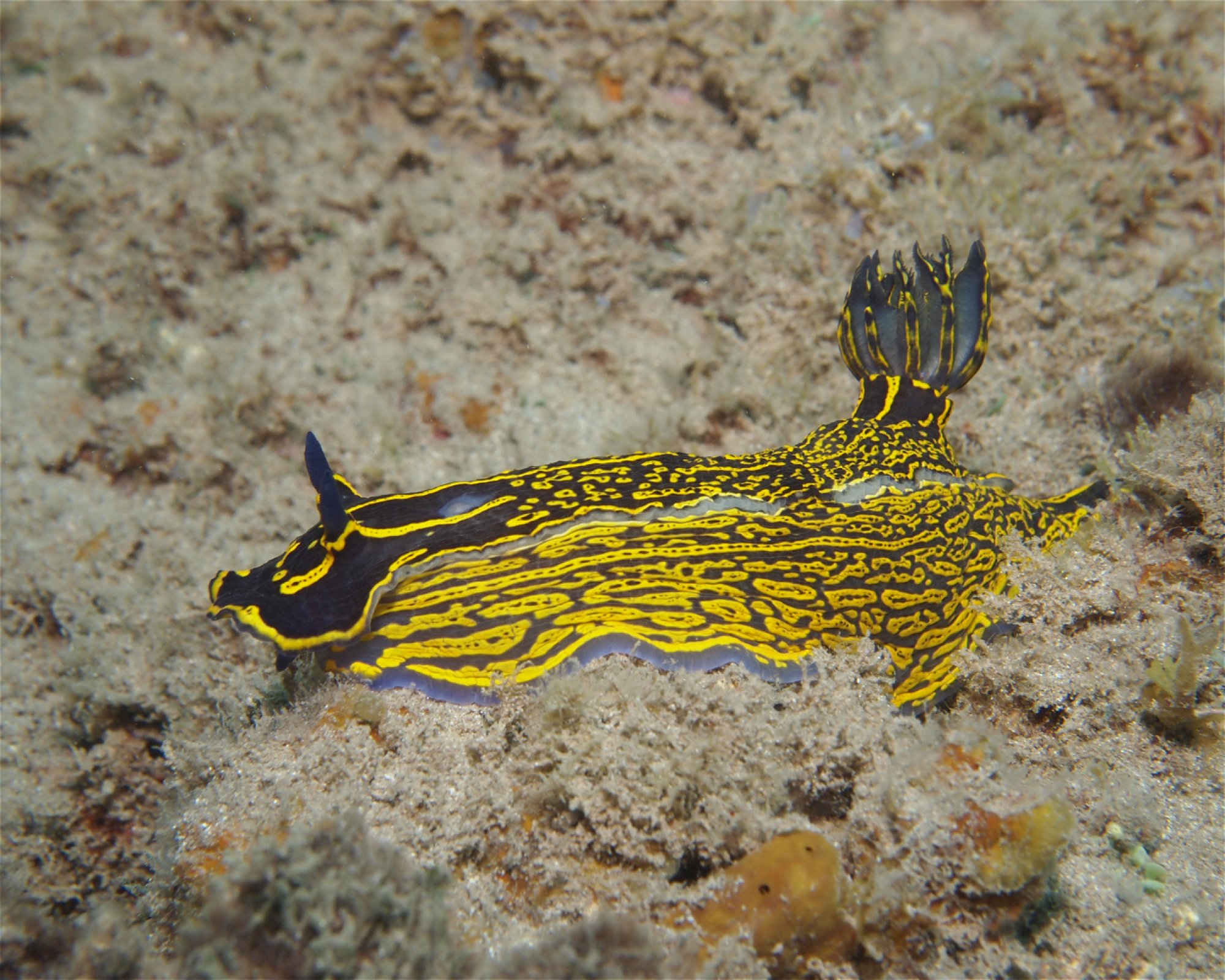 FUERTEVENTURA DIVING S.L., 35626 Esquinzo - Pájara