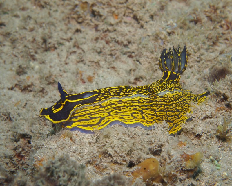 Divesite Image