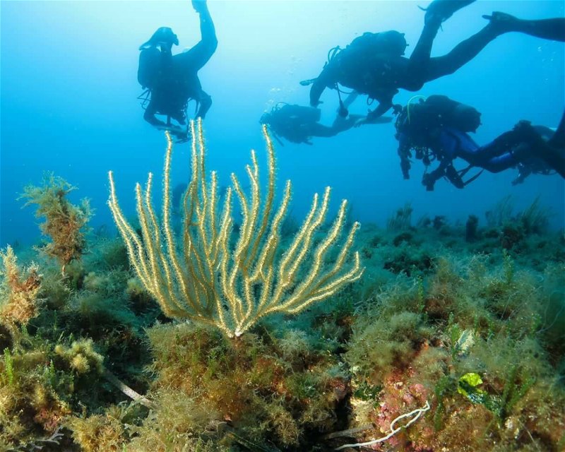 Divesite Image