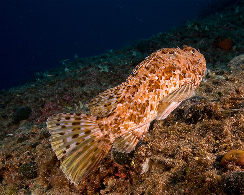 Divesite Image