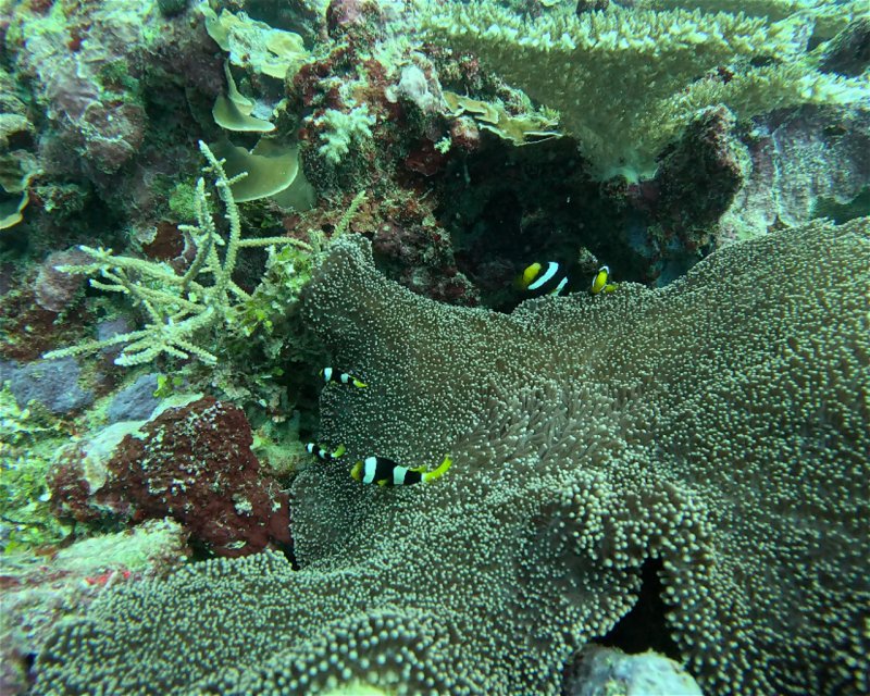 Divesite Image
