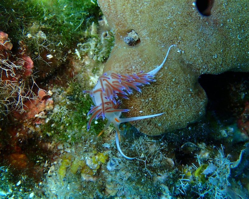 Divesite Image