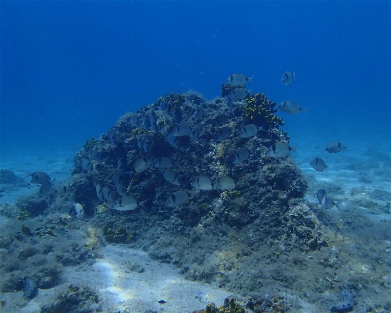 Divesite Image