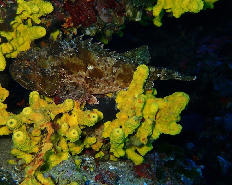 Divesite Image