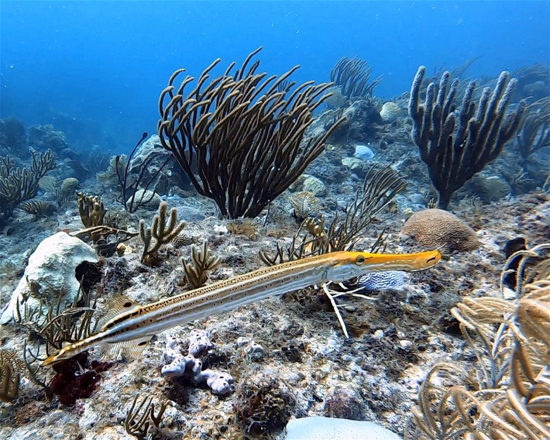 Divesite Image