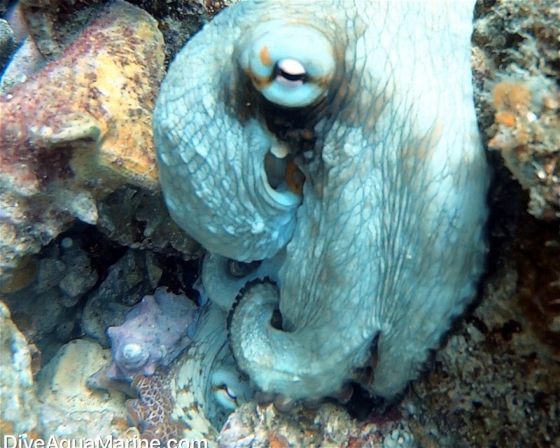 Divesite Image