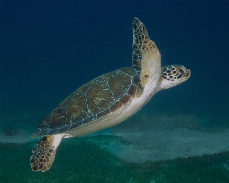 Divesite Image