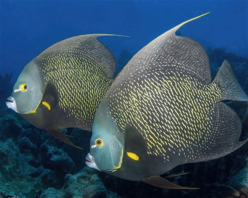 Divesite Image
