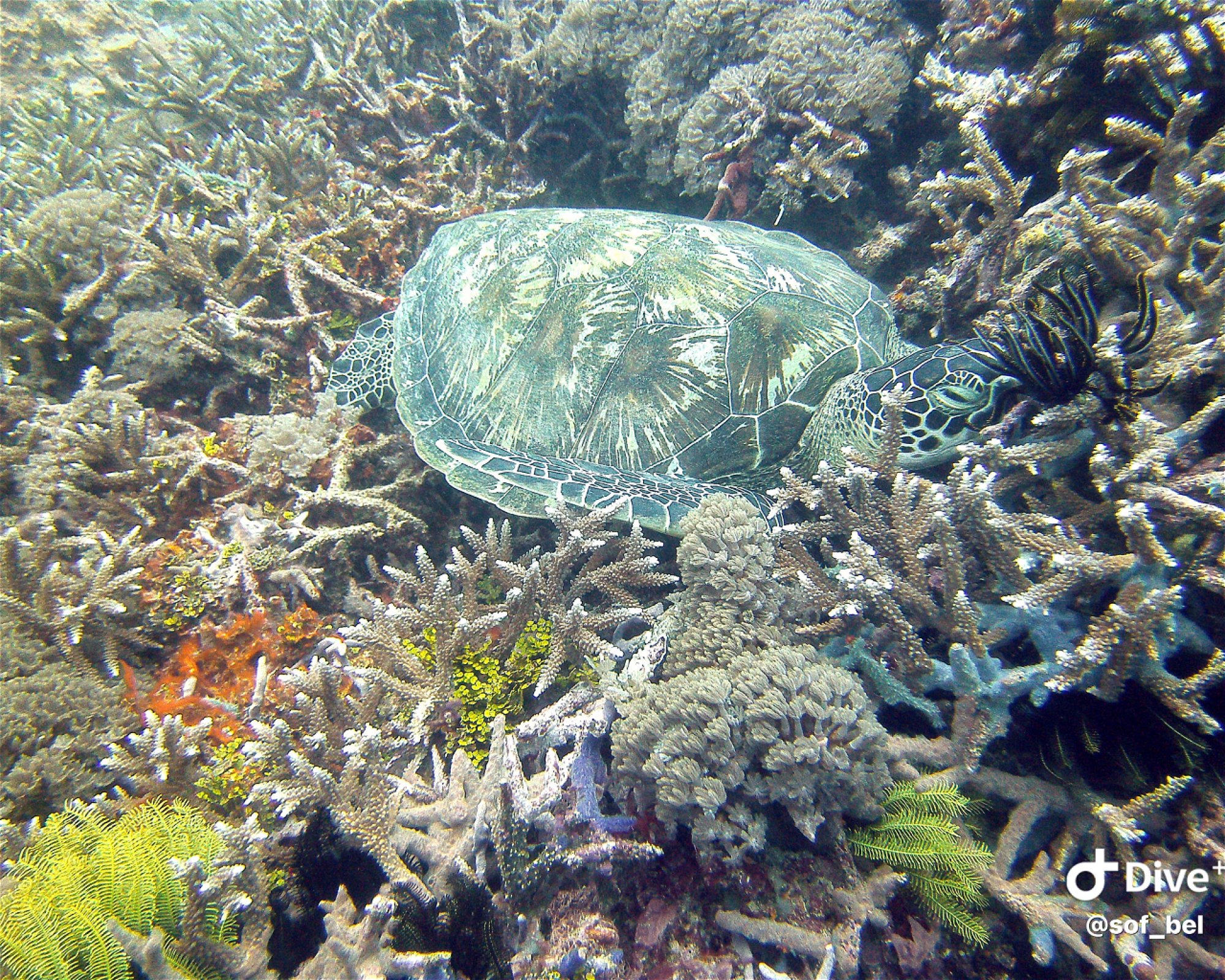 Sanctum Gili Trawangan, 83352 Pemenang - Lombok