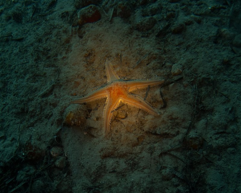 Divesite Image