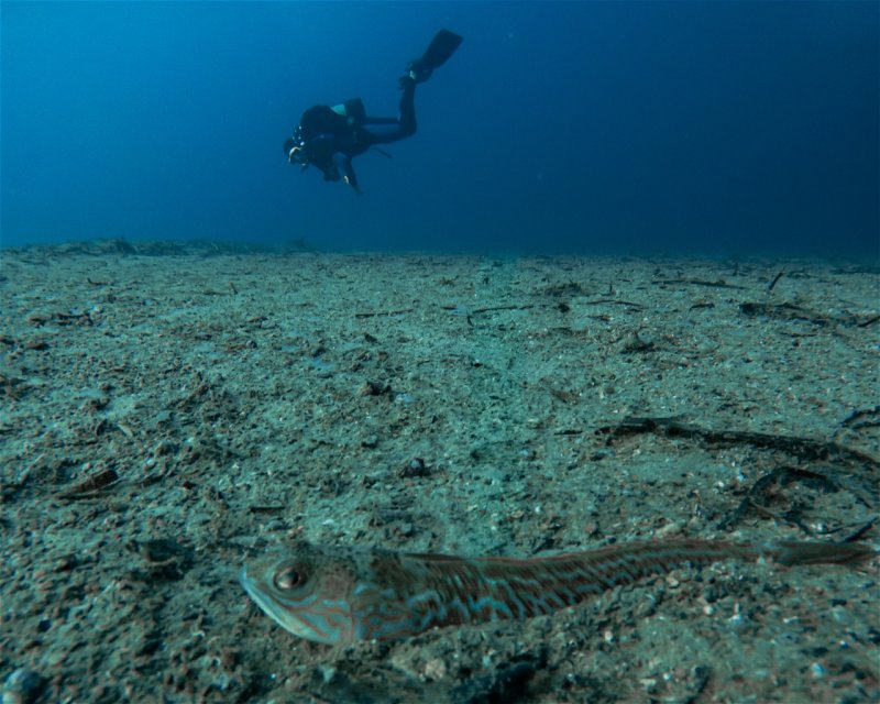 Divesite Image