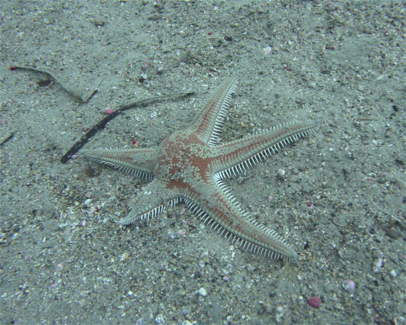 Divesite Image