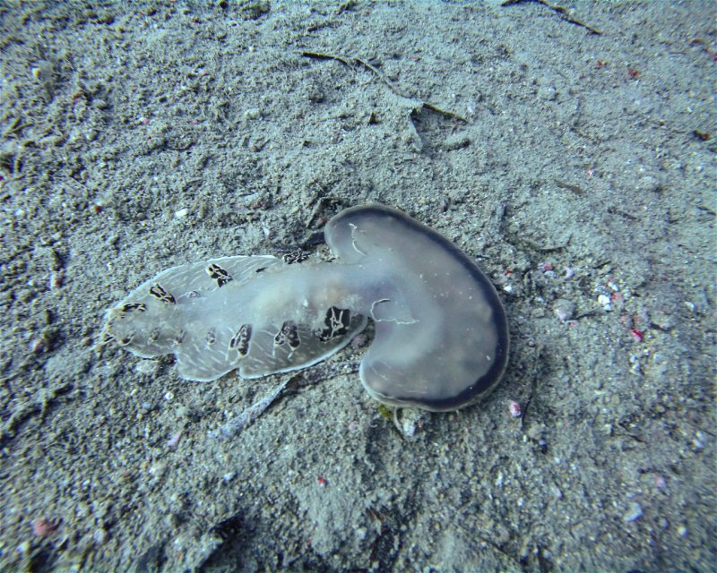 Divesite Image