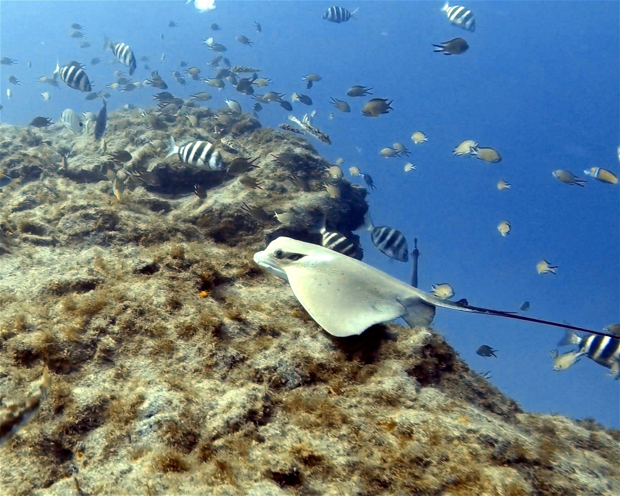 TENERIFE DIVE EXPERIENCE, 38660 SANTA CRUZ DE TENERIFE