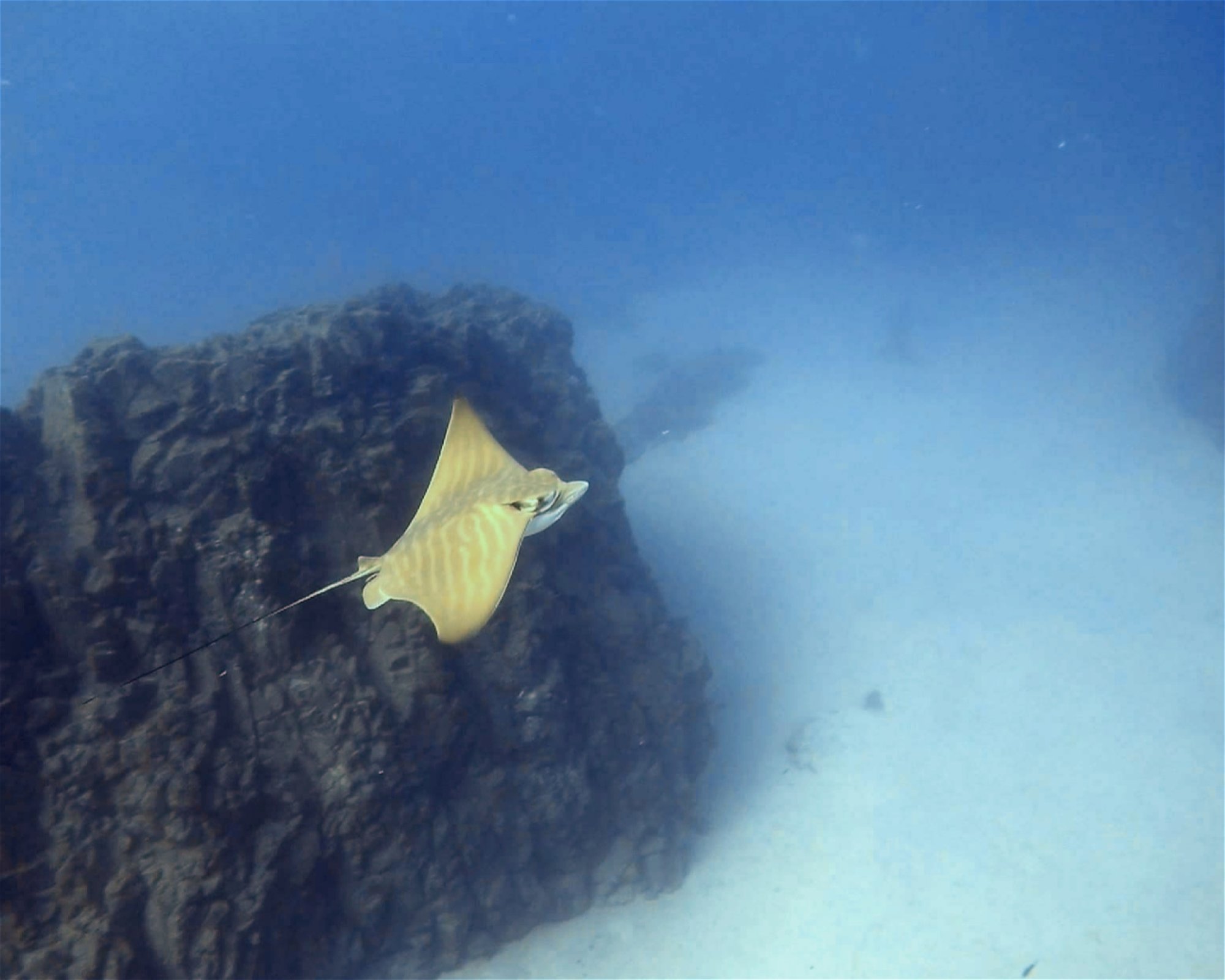 TENERIFE DIVE EXPERIENCE, 38660 SANTA CRUZ DE TENERIFE