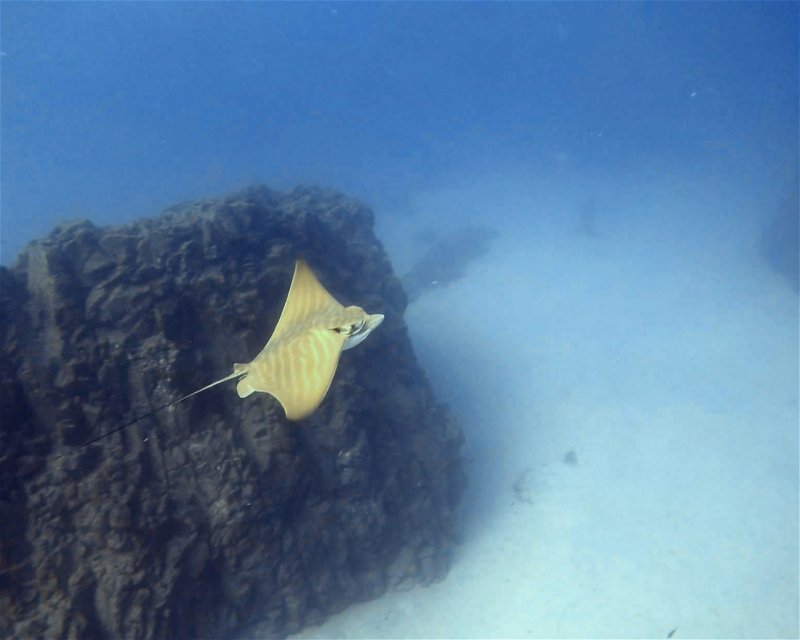 Divesite Image