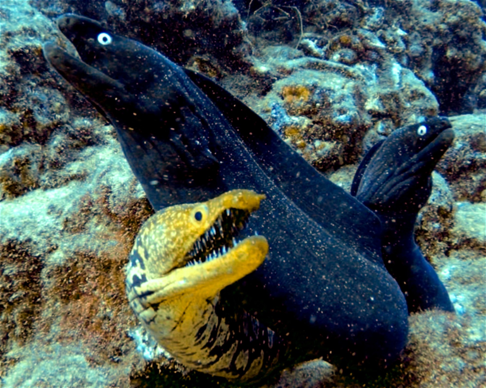TENERIFE DIVE EXPERIENCE, 38660 SANTA CRUZ DE TENERIFE