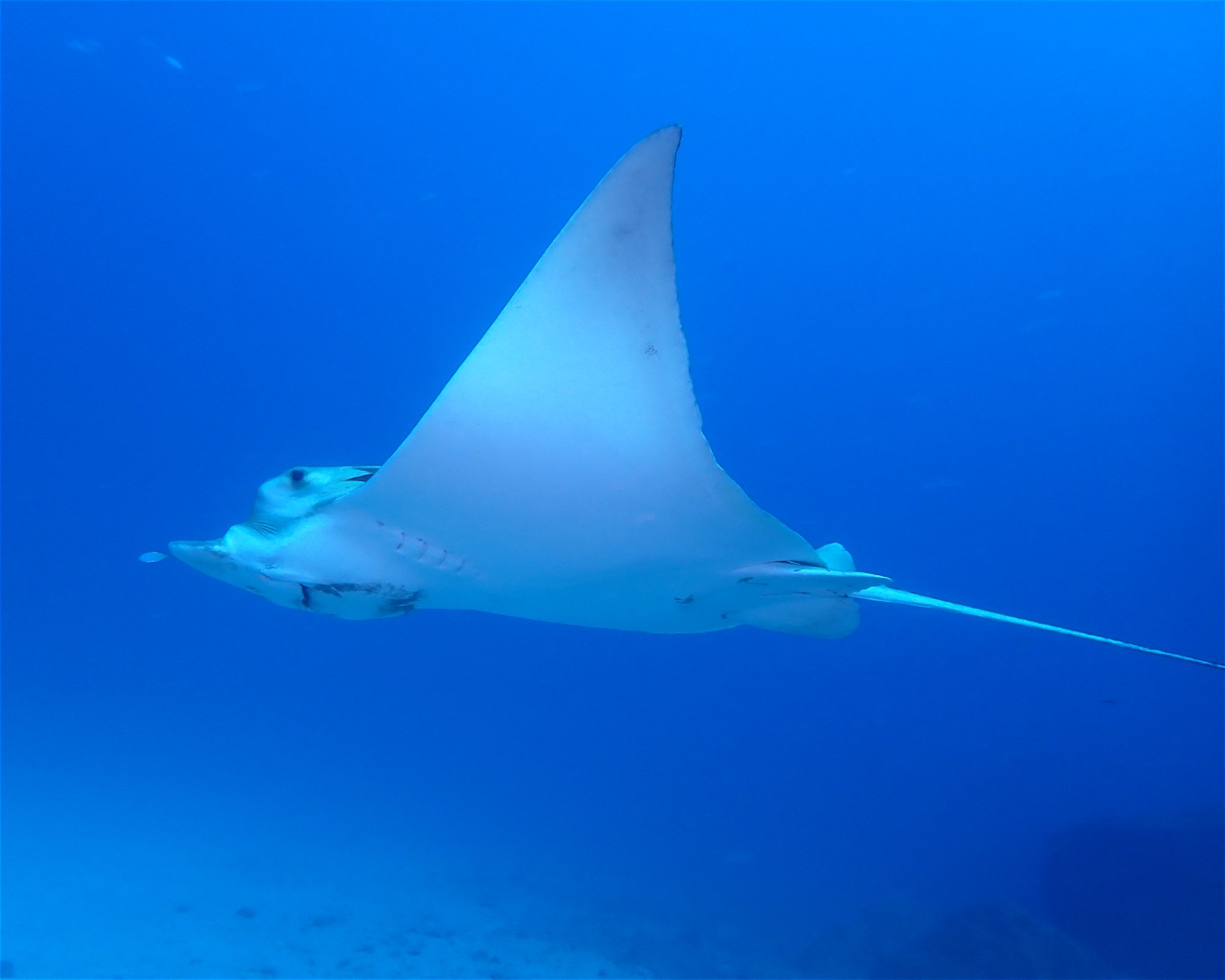 Blue Bottom Diving, 38660 Adeje